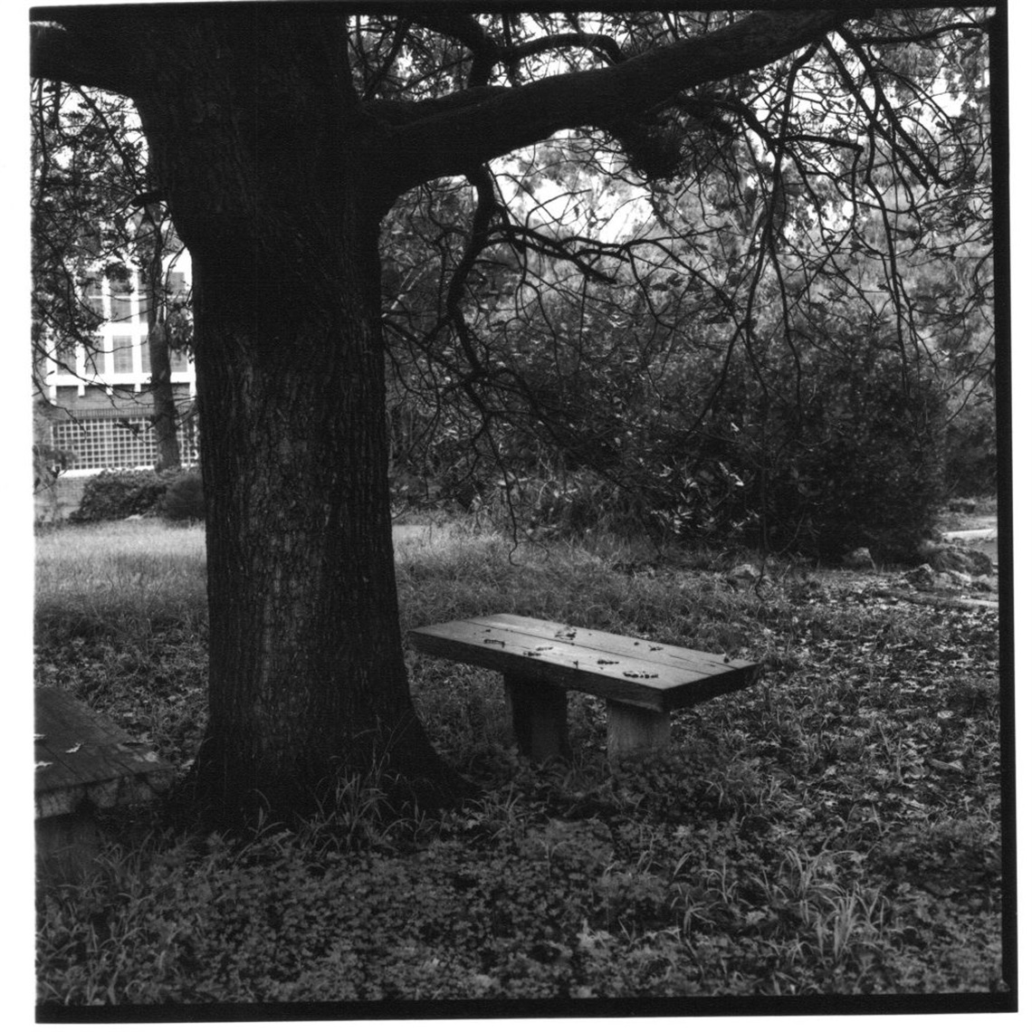 George Mifsud. 'Larundel No.13 [Seat Under Trees]' 2005.