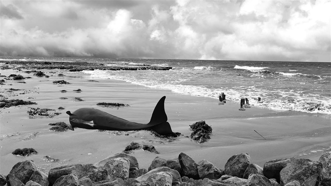 A black and white photograph of a whale washed up on a beach