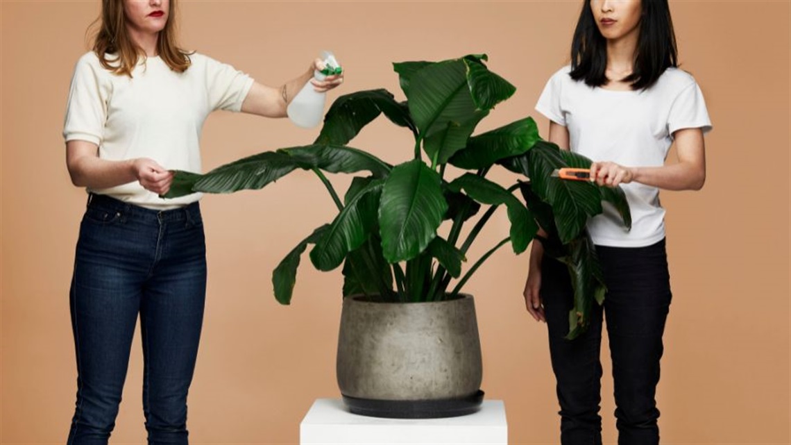 Two women wearing belted blue jeans and white tshirts stand on either side of a large fern. One holds a spray bottle to its leaves; the other holds a box cutter.