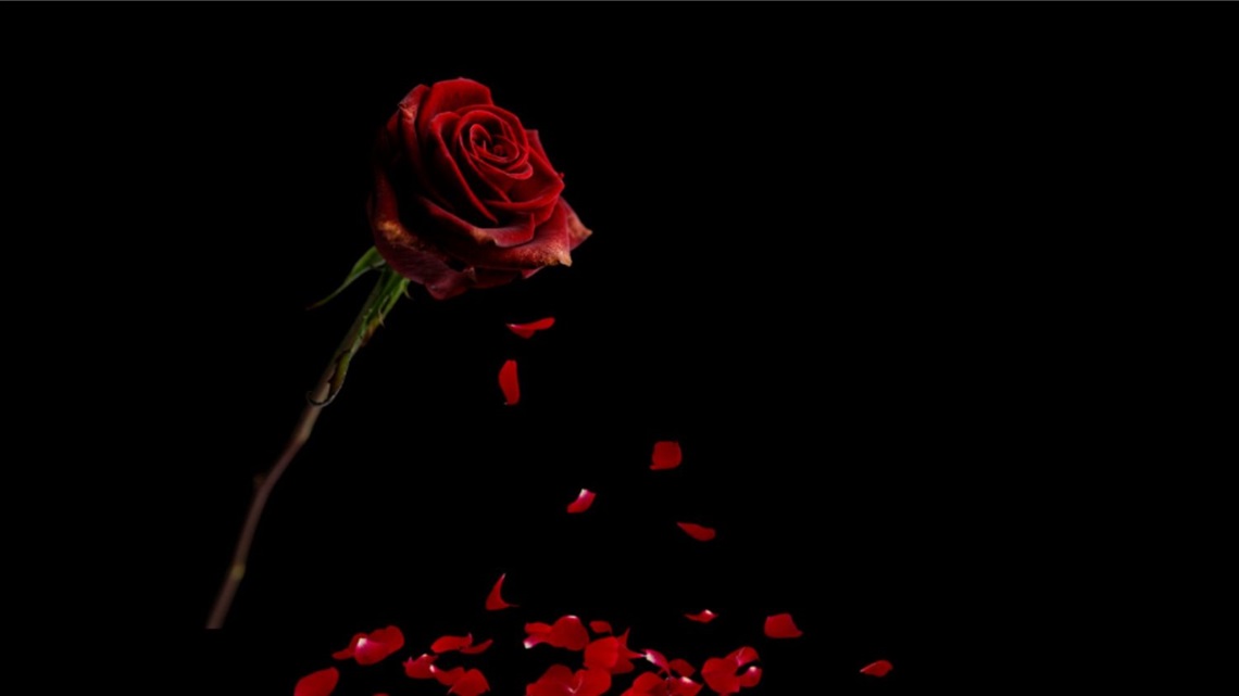 A single-stem red rose in front of a black background.
