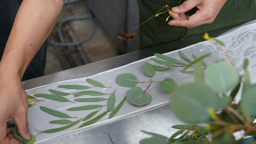 Two hands arrange gum leaves for a print