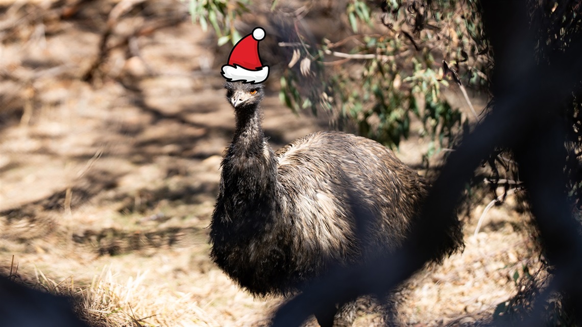 Bundoora-Park-Farm-festive-emu_1920x1080.jpg